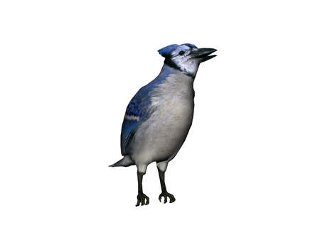 Songbird is looking for foodの写真素材