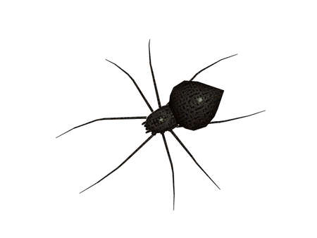 dangerously poisonous black spider with long legs
