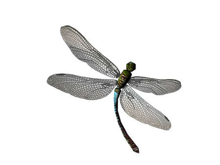 Dragonflies flutter around the skyの写真素材