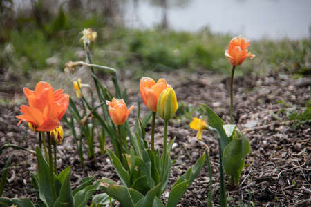 red yellow blooming tulips in the flowerbedの写真素材
