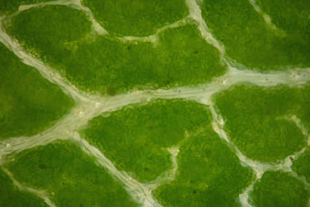 Leaf of a deciduous tree with leaf veins under a microscope 100xの写真素材