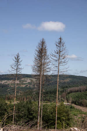 Damaged coniferous forest in summer with bark beetles
