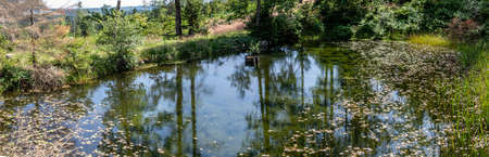 Panorama of shiny pool between green trees in the forestの写真素材