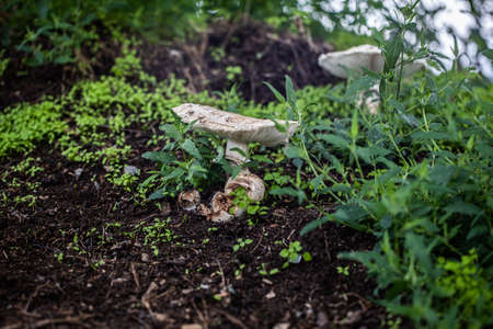 Parasol mushroom in the forest at the foot of a tree trunkの写真素材