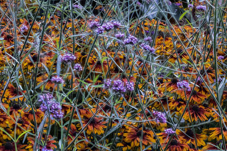 wild flowers from a sea of ââcolorful flowers in meadowの写真素材