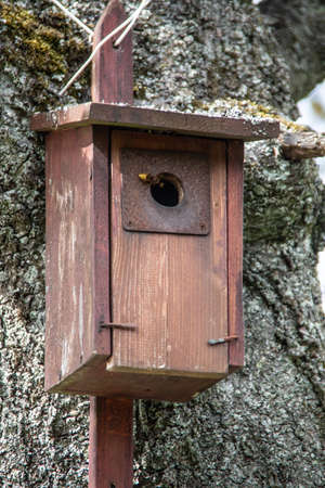 wooden birdhouse hangs high in the tree as a nesting aid