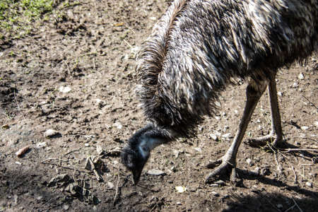 Nandu with long neck in pastureの写真素材