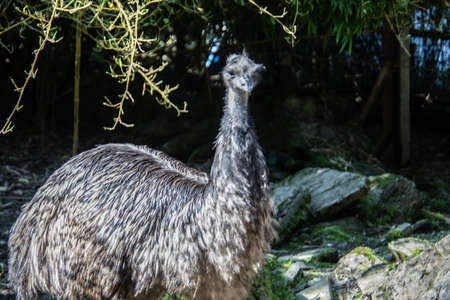Nandu with long neck in pasture