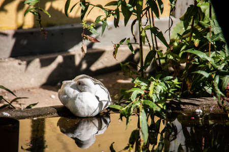 white pigeon is resting by the waterの写真素材