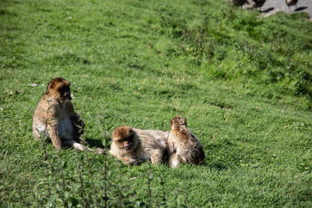 Berber monkeys at waterhole