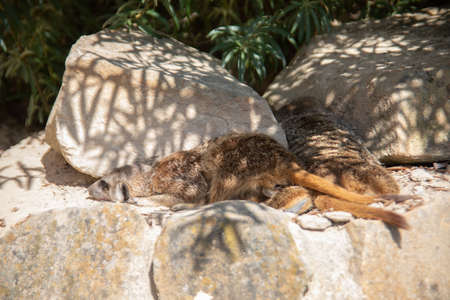 Meerkat playing in the sandの写真素材