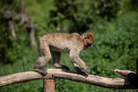 Berber monkeys at waterholeの写真素材