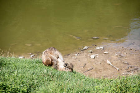 Berber monkeys at waterhole