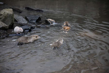 Nutria clean themselves and swim in the pond