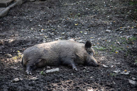 Wild boars roam the forest in search of forage