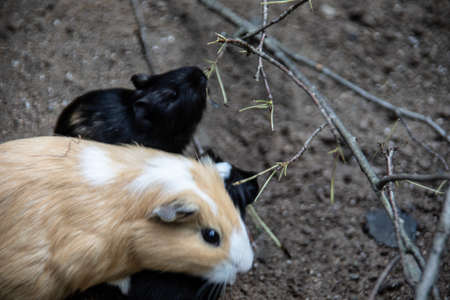 brown white guinea pigs as petsの写真素材