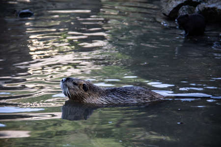 Nutria clean themselves and swim in the pond