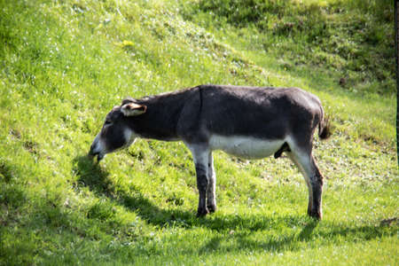 donkeys eating in the pasture