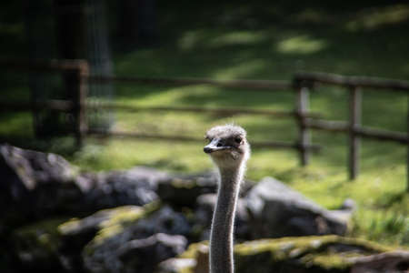 Nandu with long neck in pasture