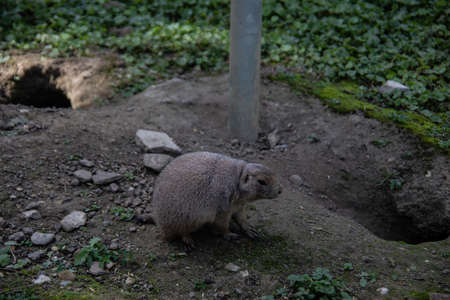 Marmots scurry back and forth on the alpine pasture