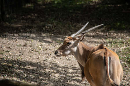 Gourmets with long horns on the pastureの写真素材