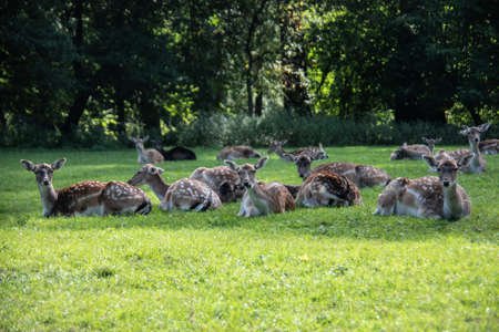 Deer at the edge of the forest and in the meadowの写真素材