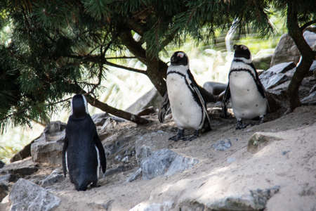 Penguins in a colony in the sand under rocksの写真素材