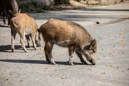 Wild boars dig in the earth looking for foodの写真素材