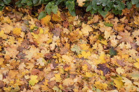 colorful pile of fallen leaves in autumn