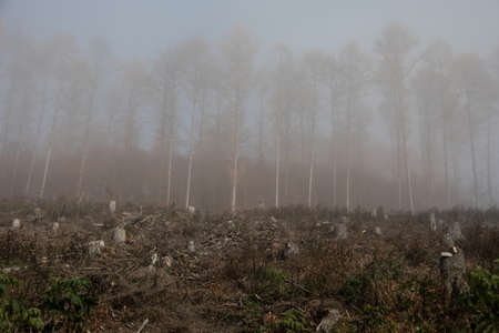 Foggy autumn forest in the morning
