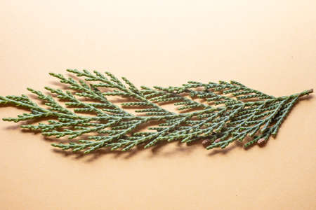 Branch of the evergreen tree of life