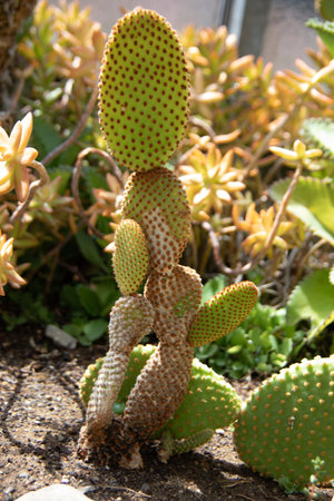 green Phyllocactus with Spikes in the desert