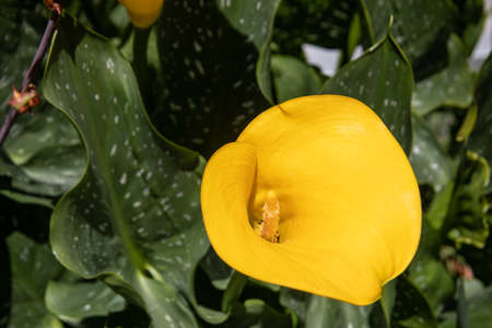 colorful flowers in the flower bedの写真素材