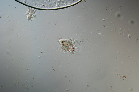 Copepod crab larva swims through the waterの写真素材