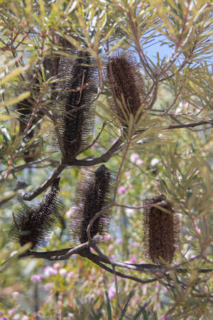 exotic flowers with seed capsules