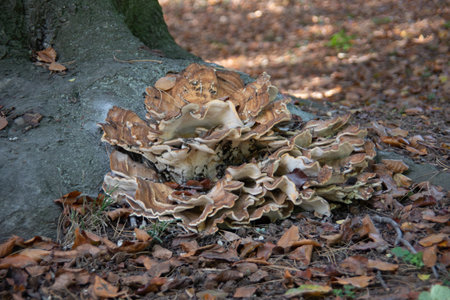 Root fungus on the forest floorの写真素材