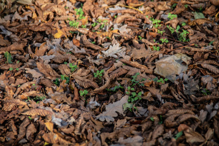 Deciduous tree leaf is falling in autumnの写真素材