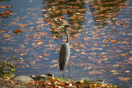 Great Egret stalking in the pond looking for fishの写真素材