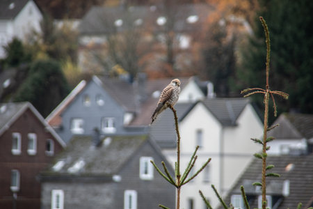 Hawk sits on branch and looks for foodの写真素材