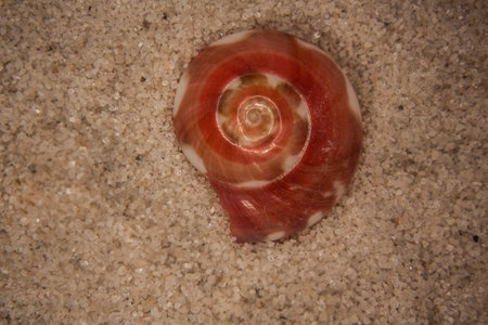 Shells and sea snails on the sandy beach