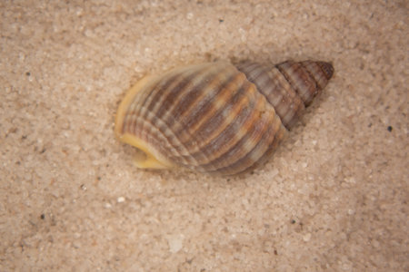 Cockleshells on the sand. Selective focus.