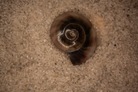 Shells and sea snails on the sandy beachの写真素材