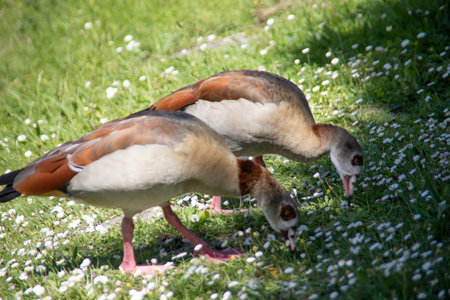 nil goose are beak in the gardenの写真素材