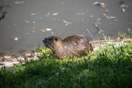 Coypu in the castle garden and moat canalの写真素材
