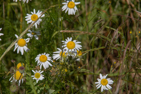 wild camomile on long stems in the meadowの写真素材