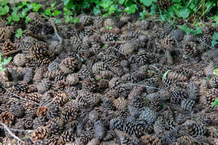 a lot of fir cones on the forest ground