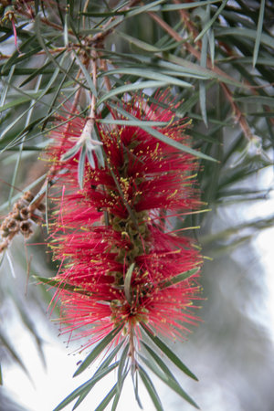 red fruit of a needle tree in tropicalの写真素材