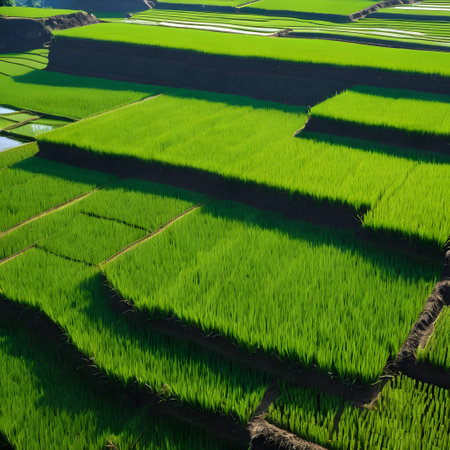 rice cultivation in asia for foodの素材