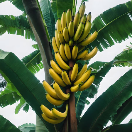 Banana tree in plantation with ripe fruitsの素材