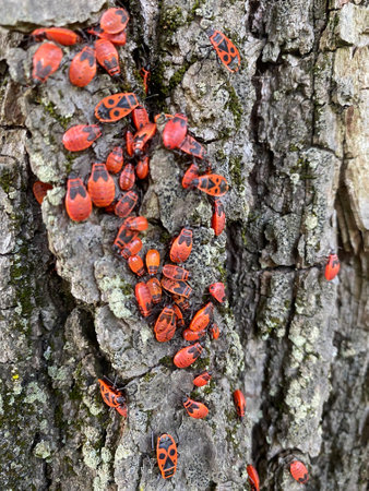 Mating fire bugs crawl across the tree bark